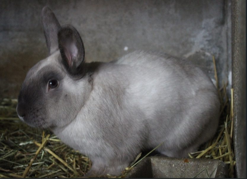 Pâques à la ferme